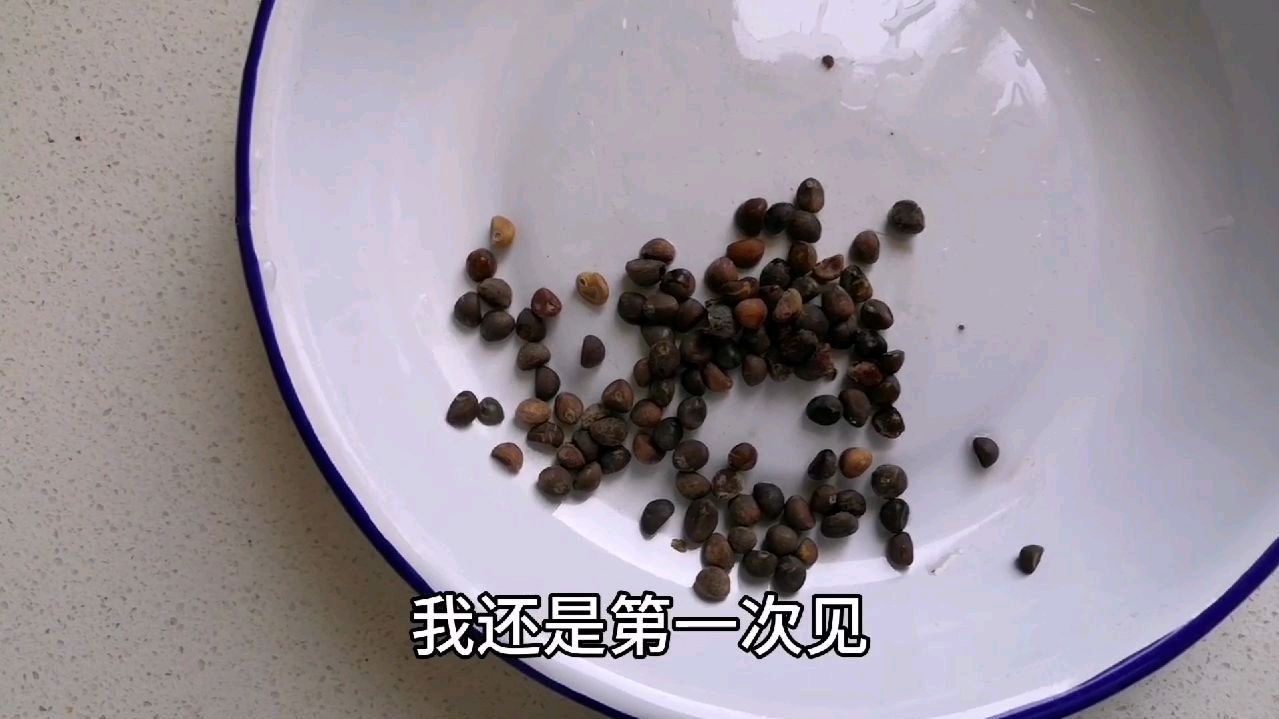 你知道空心菜和油麦菜种子长啥样吗?种油麦菜喽,速来围观
