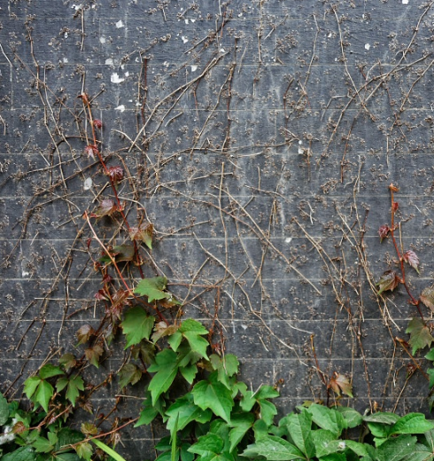 爬山虎是葡萄科植物,常攀缘在墙壁或岩石上,它的卷须式吸盘就是它的