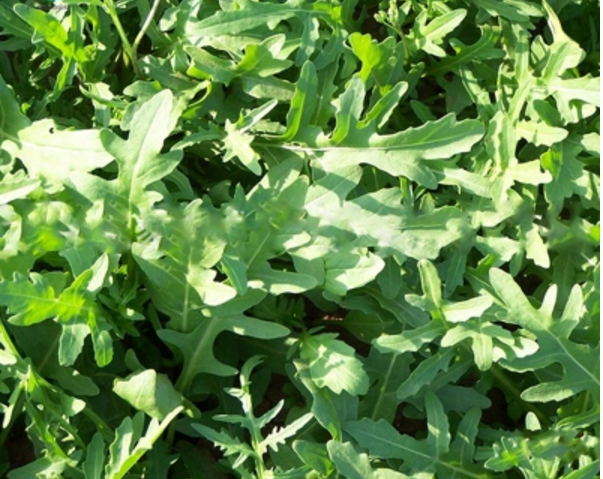 "东北臭菜"你见过吗?既是蔬菜还是饲料,种子都能做芥末