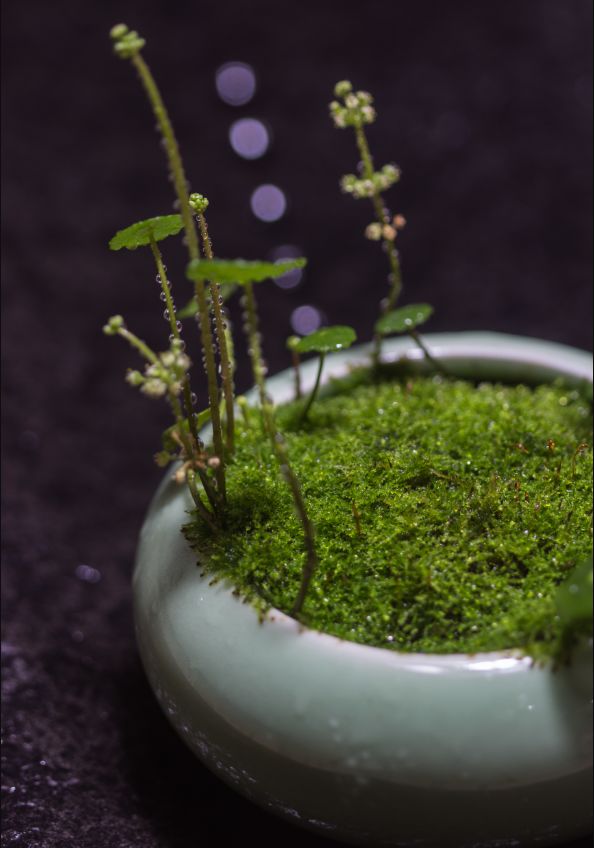 知樂日記:青苔與花朵 人間的四月天