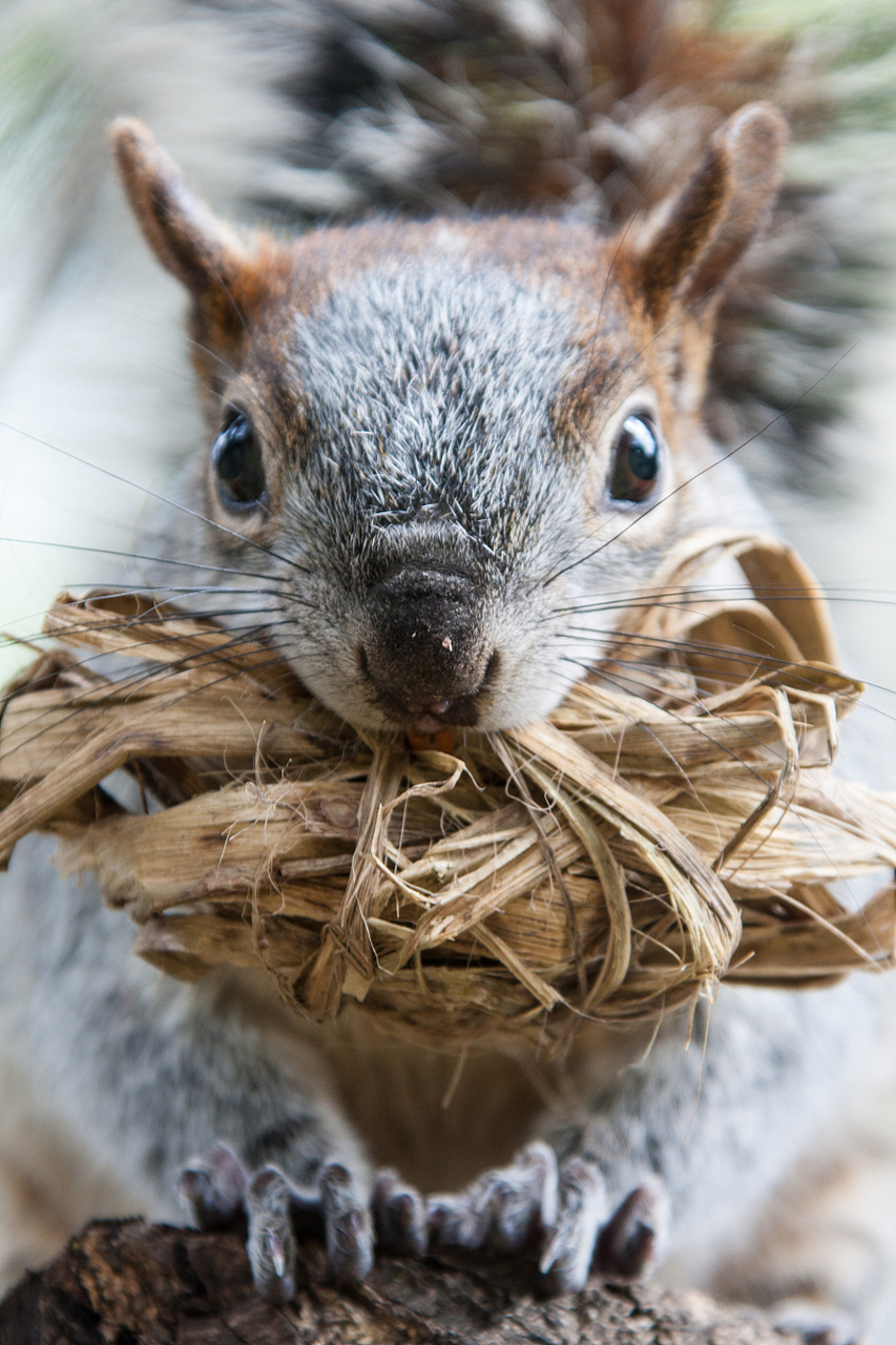 大眼飞鼠是一种夜行性,食肉性的飞鼠,拥有独特的生理结构和饮食习惯.