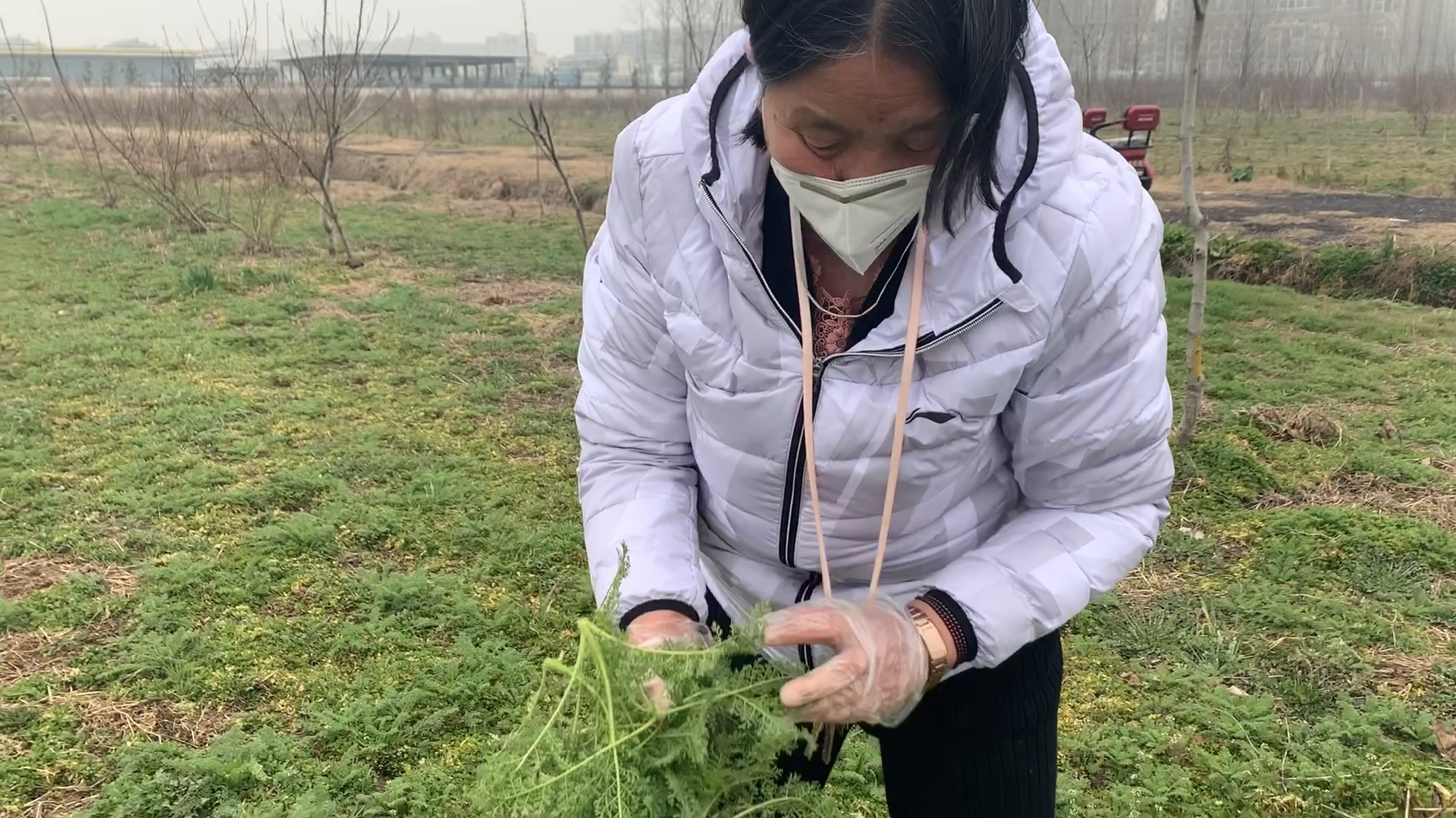 农村老太太去地里挖野菜,找到了60年代大家都爱吃的一种菜