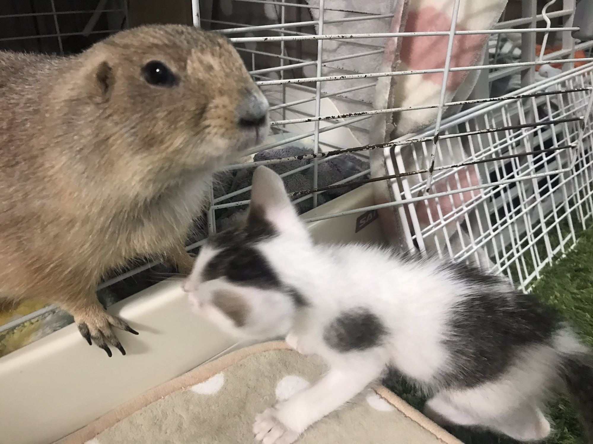 土拨鼠到新家发现有4只猫,彻底收起了暴脾气,温顺乖巧好软萌