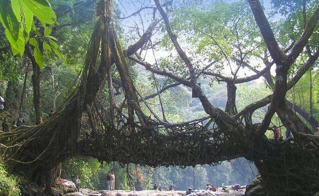 印度一神奇的树桥:由树长成却比钢筋牢固,距今500年越来越安全
