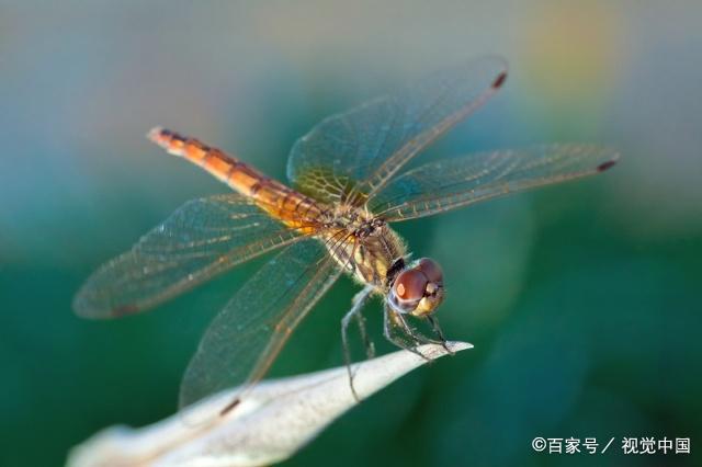 蜻蜓是比較常見的一種動物,那麼它是吃什麼食物長大的呢?