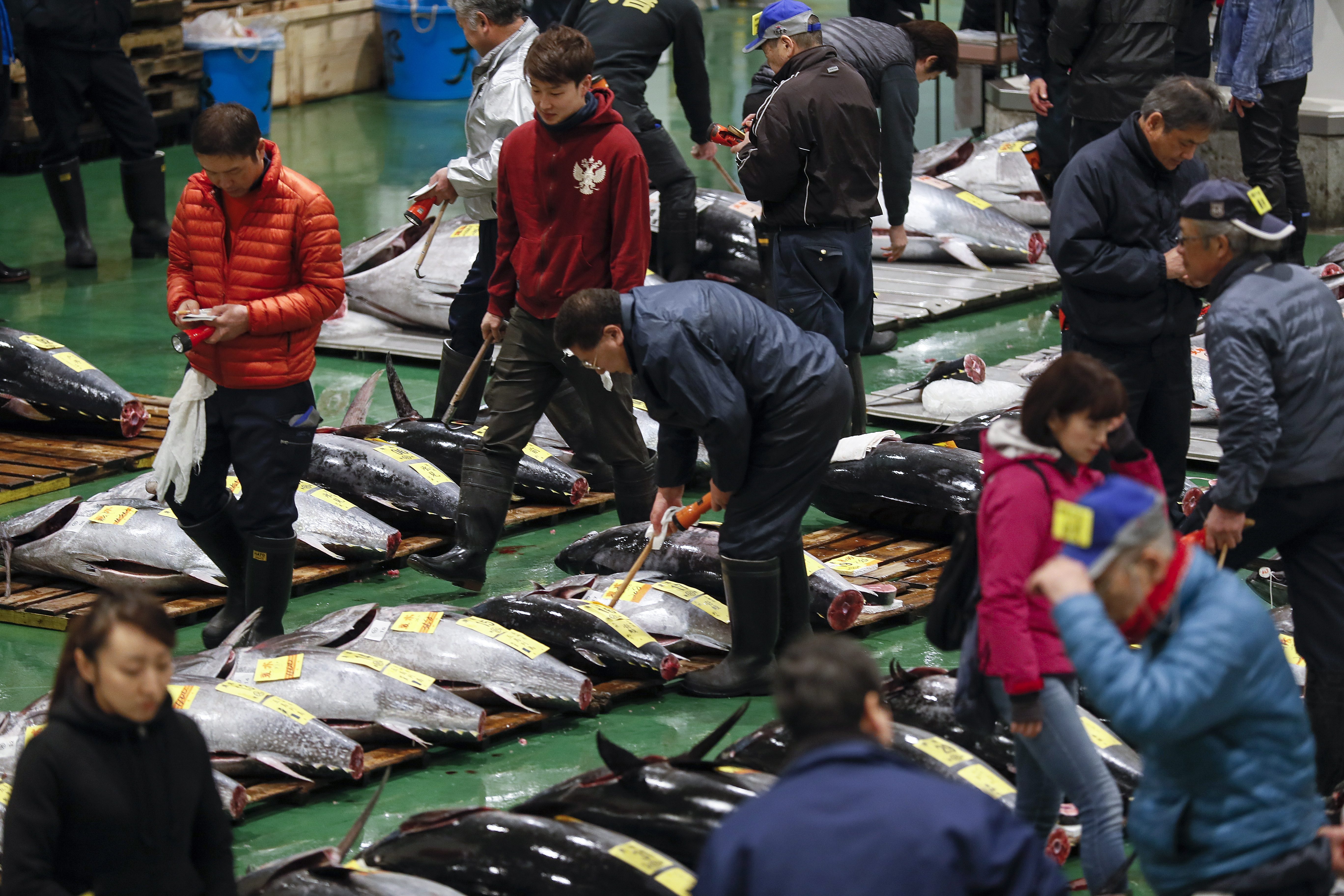 东京丰洲市场新年开市(21)