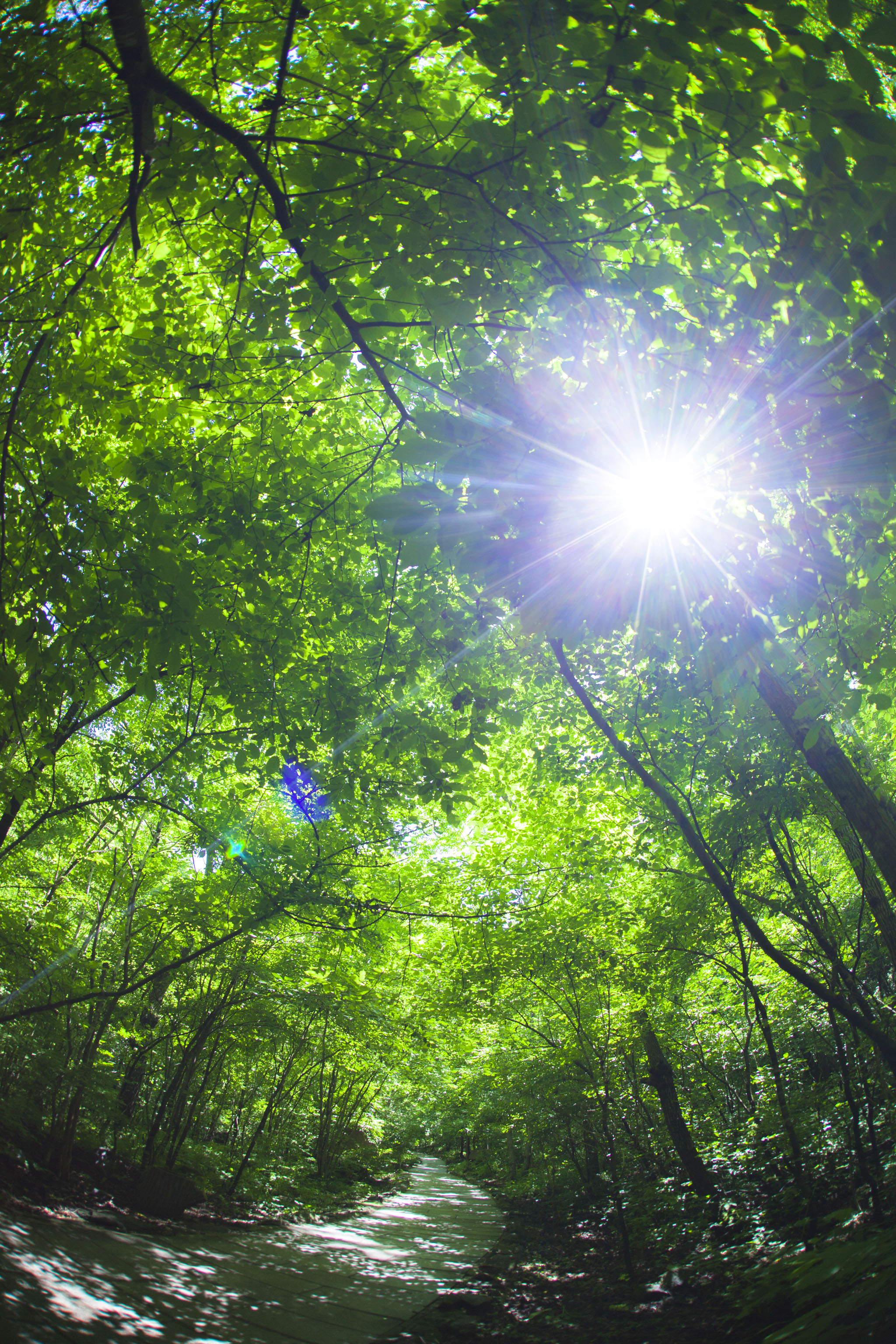 大自然里的生命之绿