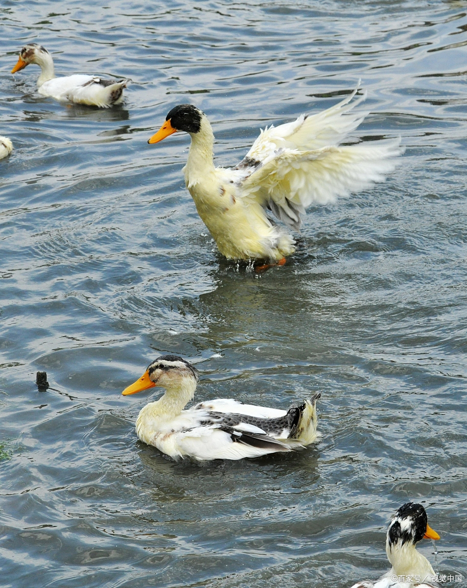 水上浮着一群鸭