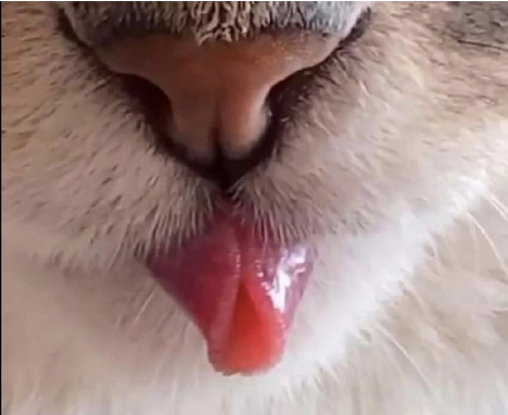 猫咪朝主人吐舌头,放大照片才发现舌头竟是卷起来的,猫:你会吗