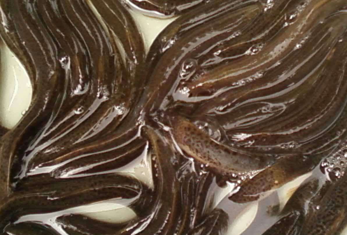 泥鳅泥 - 优质问答专区