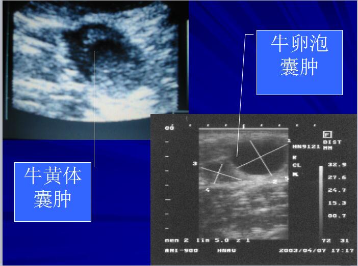 牛的卵泡长在什么位置图片