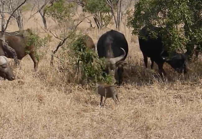 无知野猪与一群野牛对视 结果被暴揍 野猪:怪我近视