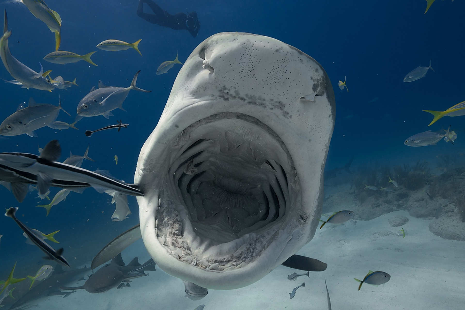 1996年,一个女潜水员在潜水的时候,看见一条鲨鱼的牙齿上面挂着一个