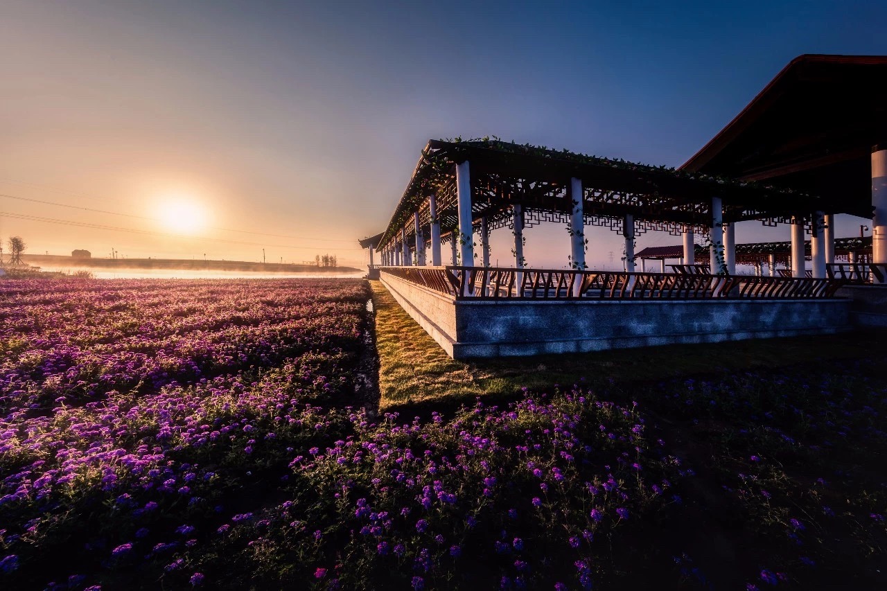 灌云伊甸园初冬,我们去鲜花的世界,看百花盛放!