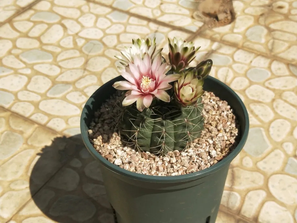 绯红玉仙人球砍头养护技巧,做到3点,长成群小球,爆花成群花