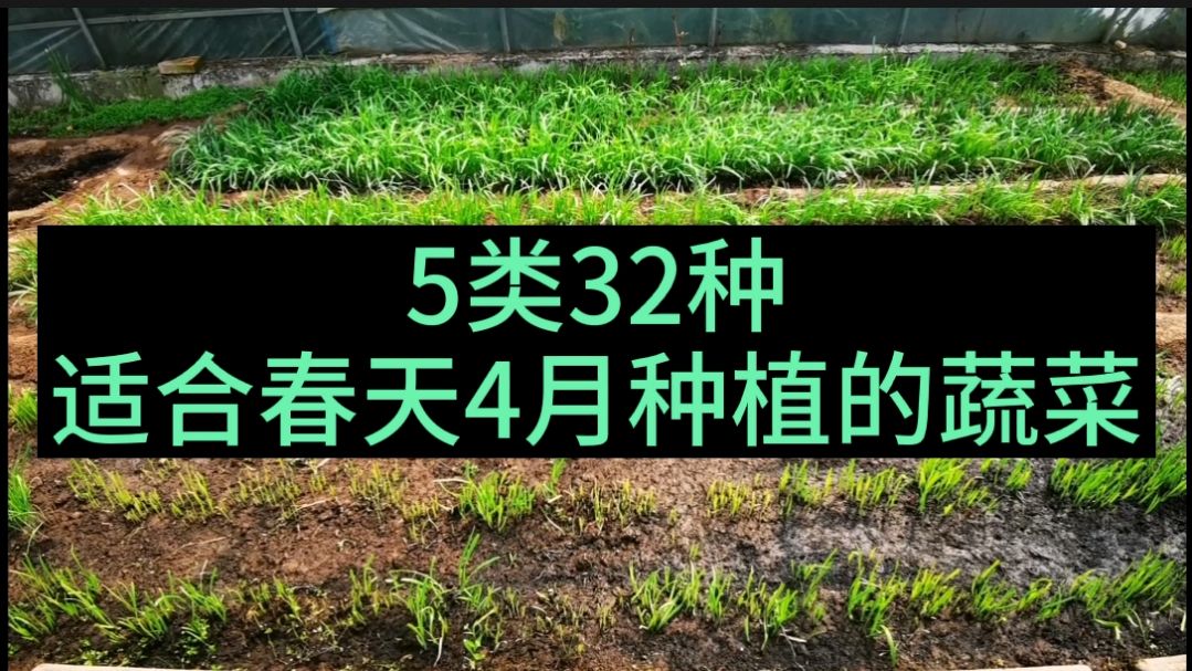 大棚、菜园、阳台,适合春天4月种植的5类32种蔬菜,你种对了吗?