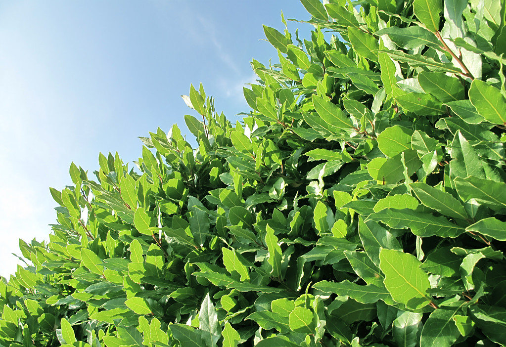 香叶- 热门商品专区