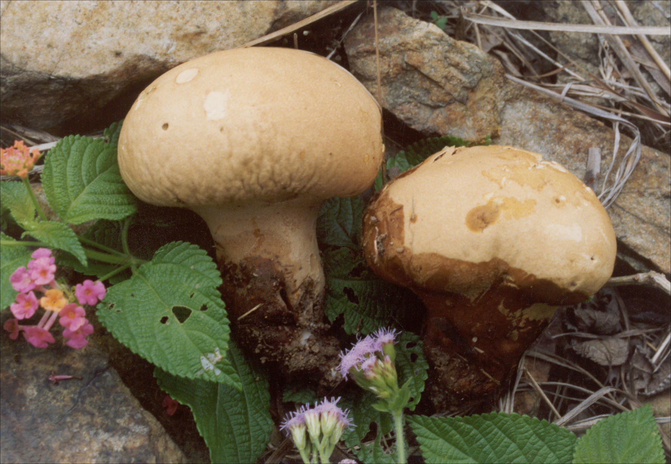 长在农村地里的"大包子",被人们叫做"马粪包",你见过吗?