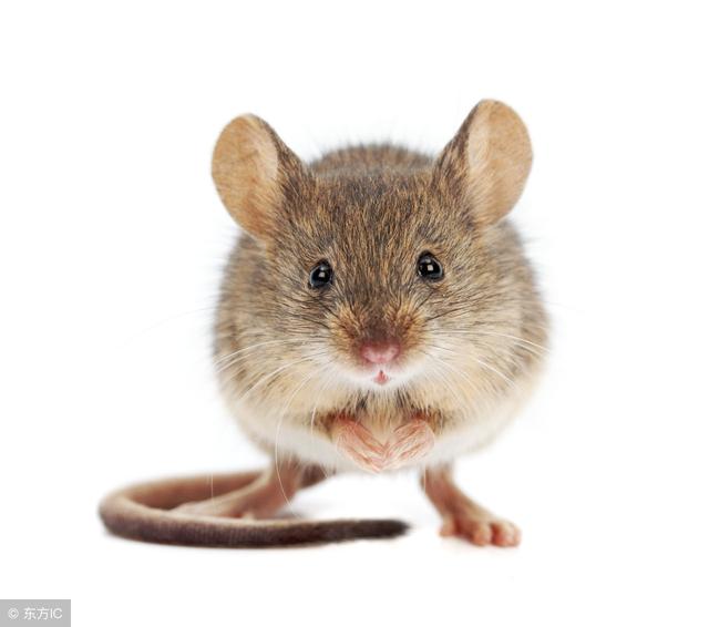 生肖鼠:你是"富贵不愁鼠"还是"一贫如洗鼠"?就看你几月生
