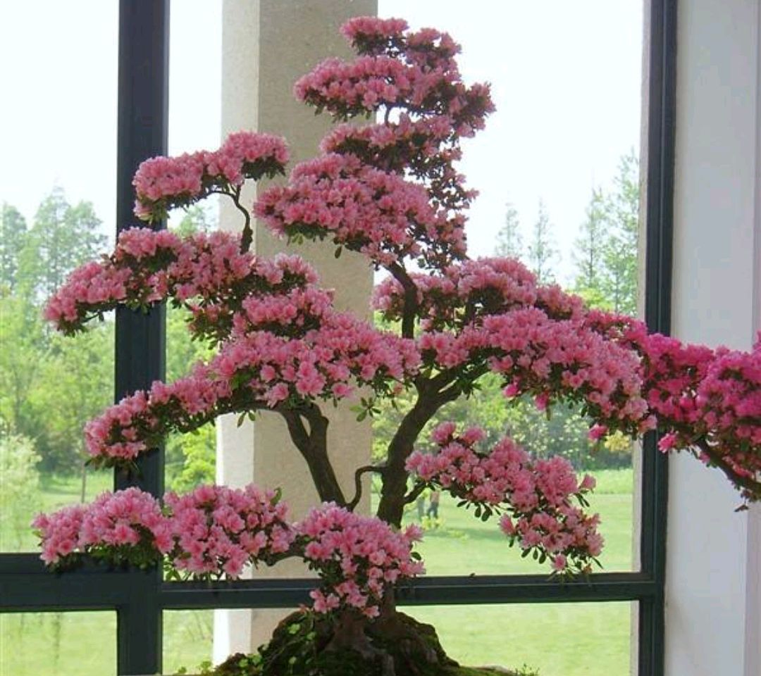 映山红盆景,有了矮霸造型才美,如何打造?