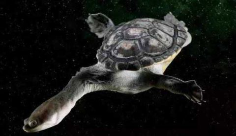 不是所有的龟都是"缩头乌龟"  蛇颈龟永不缩头