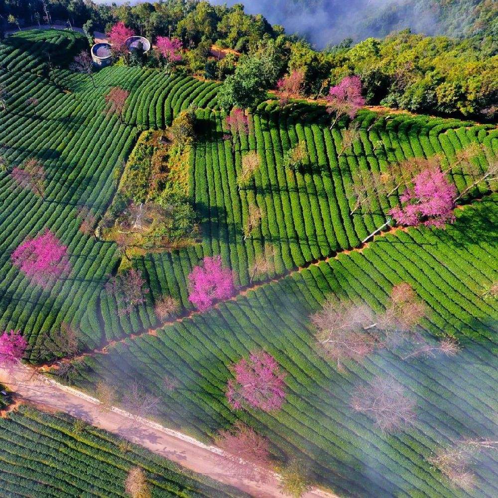 無量山櫻花谷,位於雲南大理州南澗縣無量鎮德安村委會境內,在雲南大理