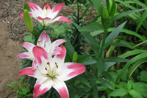 分享6个美丽又迷人的百合花品种,最后一种大多数人都没见过!