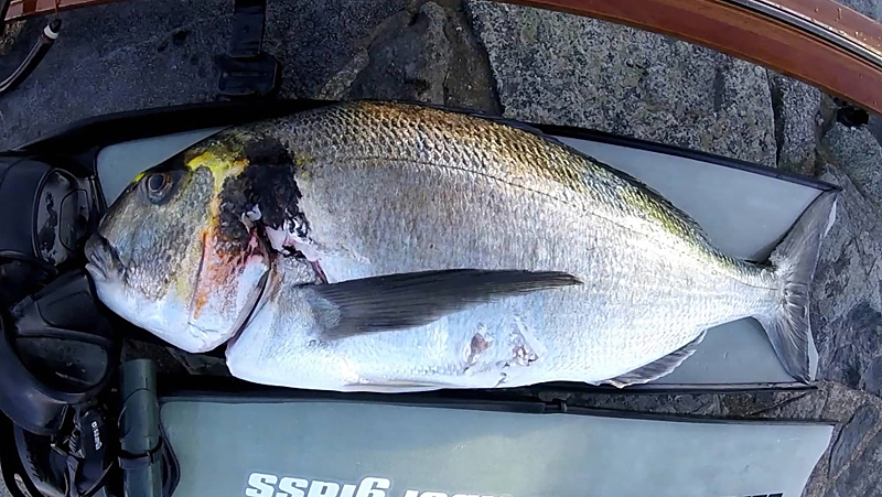 英国史上最大的金头鲷出现,样子简直美爆了!真正的海中珍品!