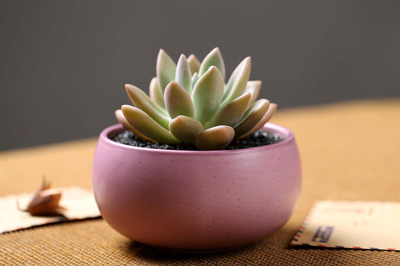 多肉浇水的小窍门,现在知道还不晚!