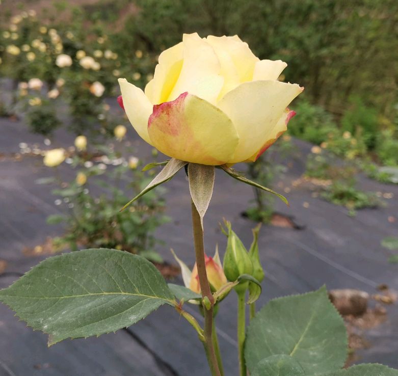 宜宾市孔滩镇吴场村玫瑰花园游记