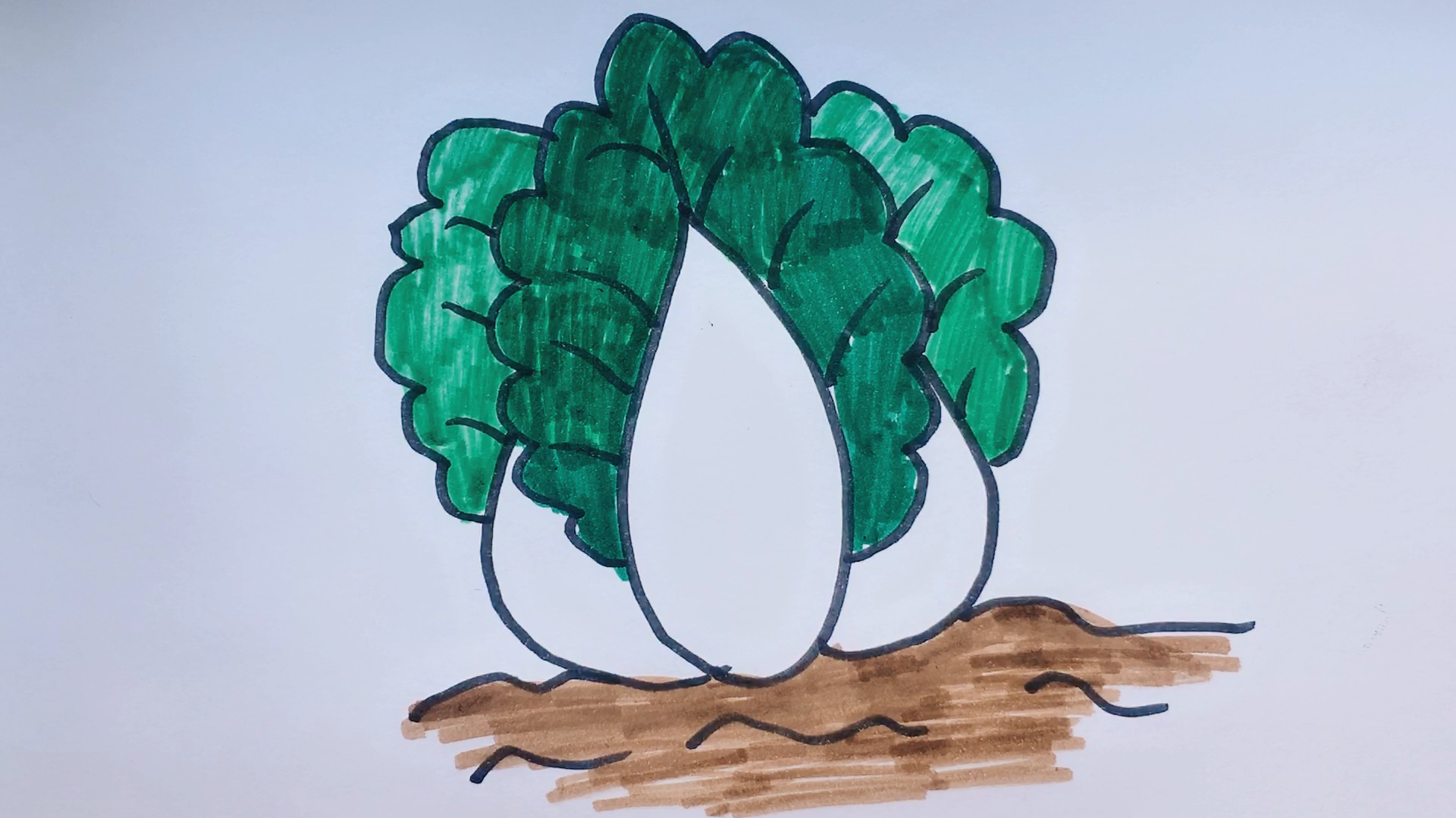 美术绘画教程,简笔画教你画棵大白菜,一看就会