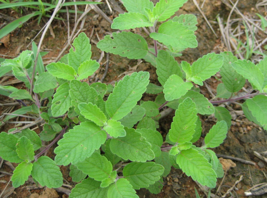 农村野草"走马风",叶子很像薄荷,农民当成杂草,如今却很珍贵