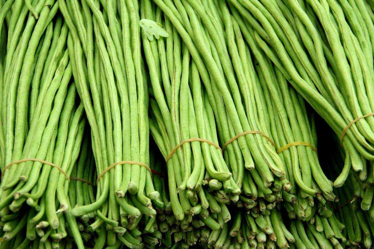 种植豆角想要获得高产,就必须解决这4个导致产量低的根本原因!