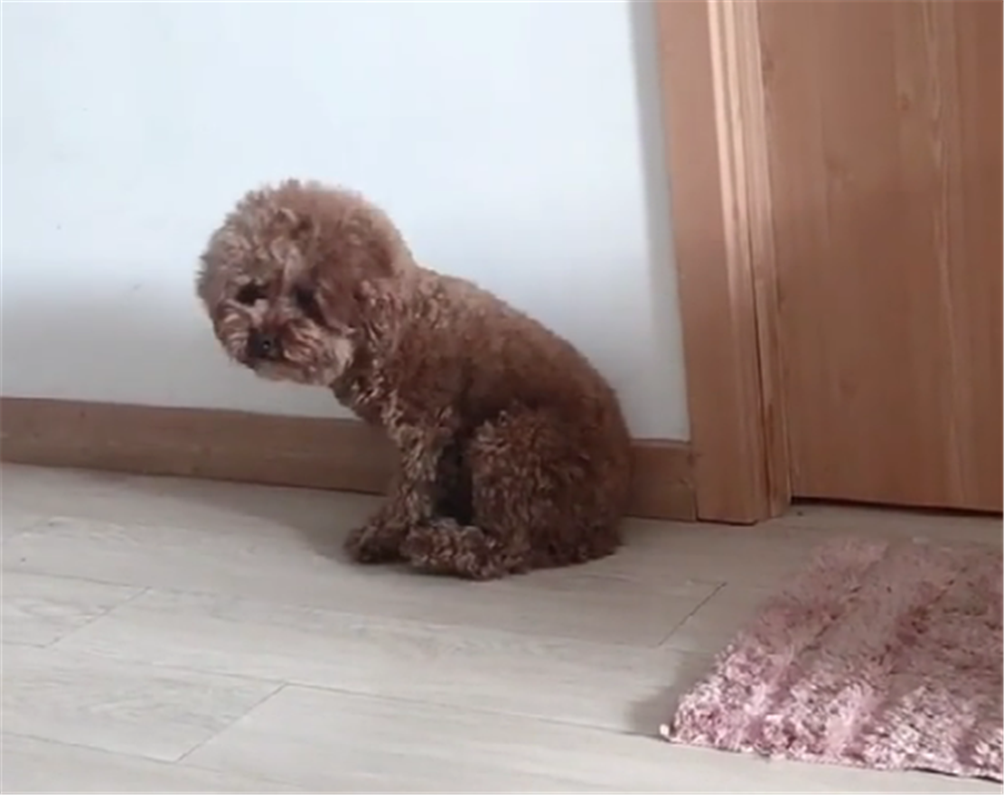 主人回家发现泰迪撕纸,泰迪感觉气氛不对竟主动站起来罚站