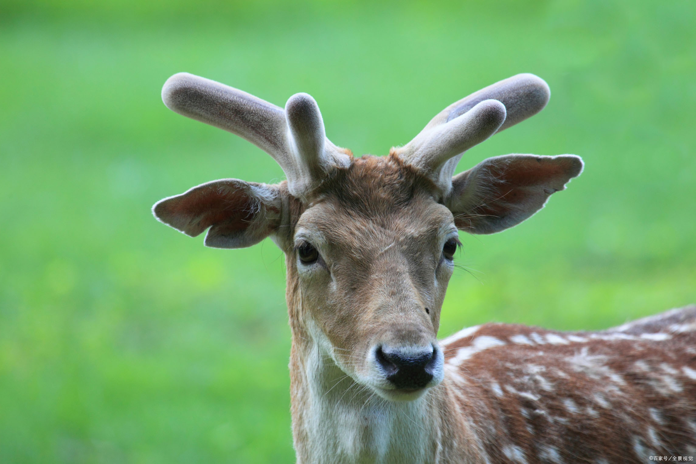 营养不良的鹿的鹿角会变形而扭曲等等.