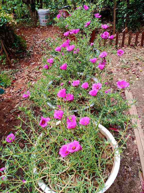 7种便宜花,10块钱家里就变花海,越养越上瘾