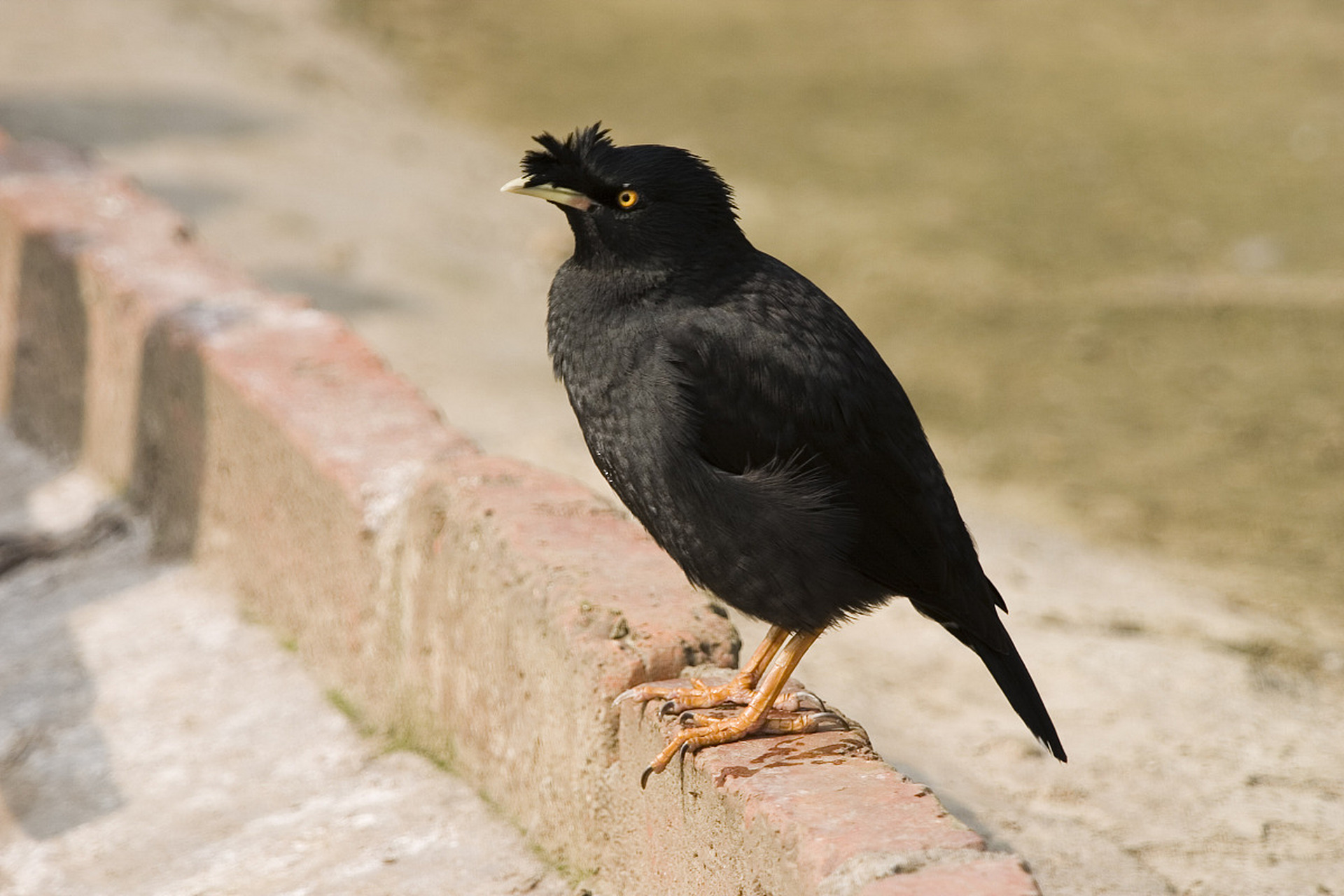 八哥和鹦鹉,虽然都属于鸟类,但它们并非同一种.