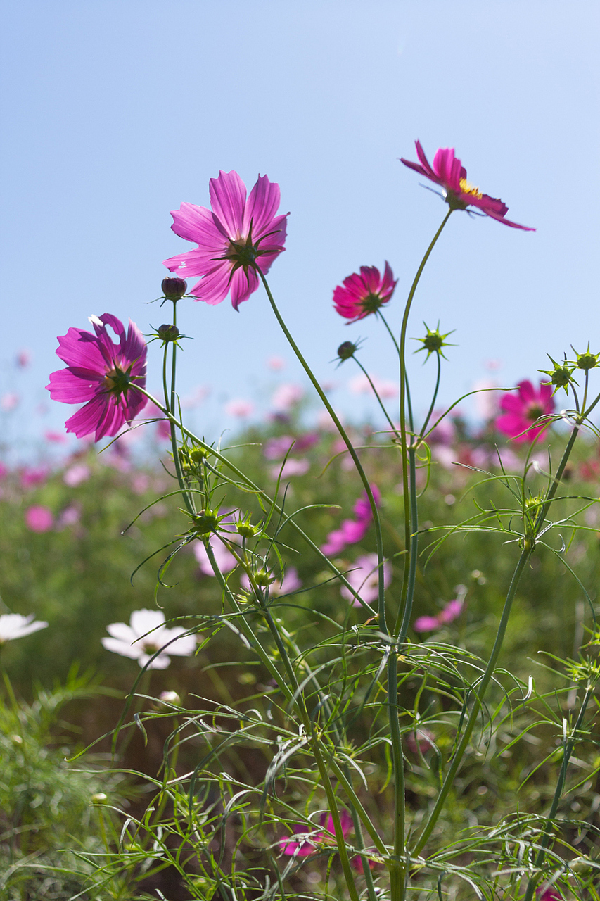 秋英花是秋天里的浪漫与寓意,娇艳的花语传递深情.