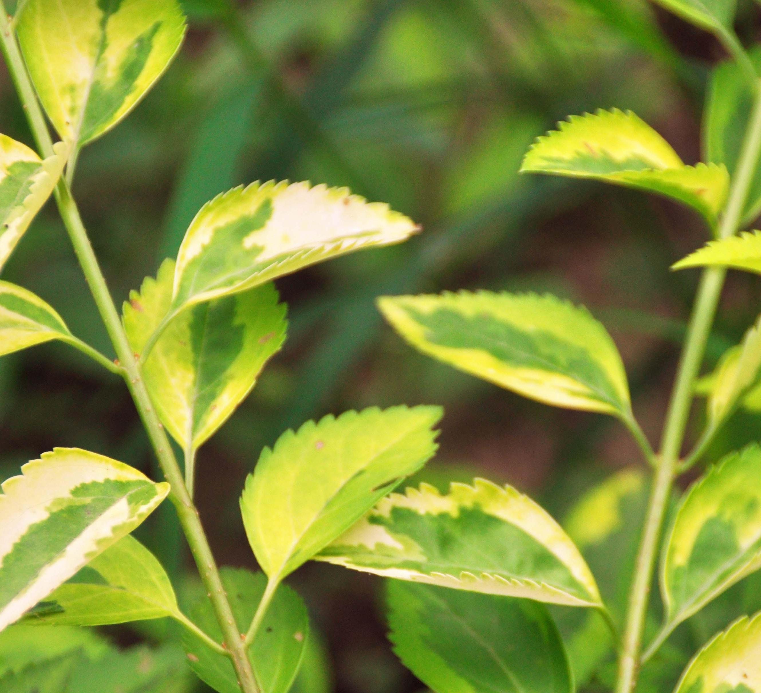 土连翘叶知识科普,这些不能错过,应该让更多人知道!