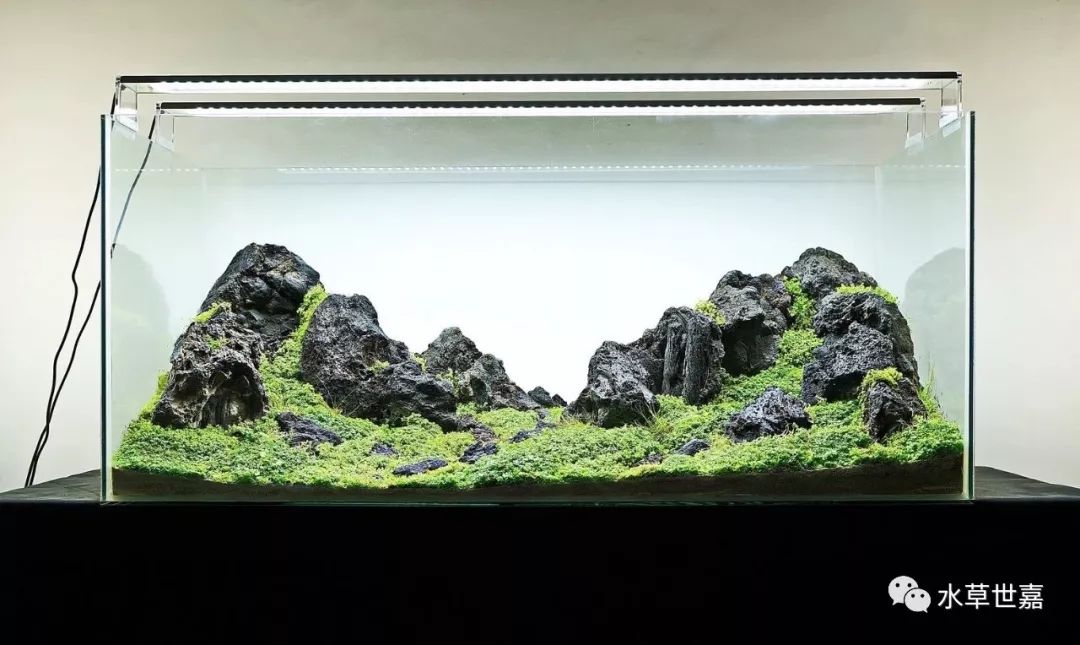 一波精致的石景草缸-骨架和成景对比图