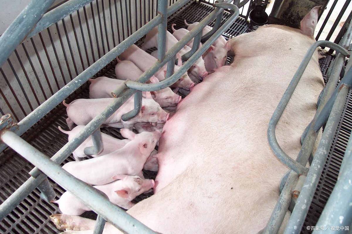 不管是后备母猪,还是经产母猪,配种率都低于以前了