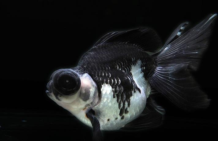 冉冉升起的金鱼明星品种"熊猫蝶尾",你喜欢吗?