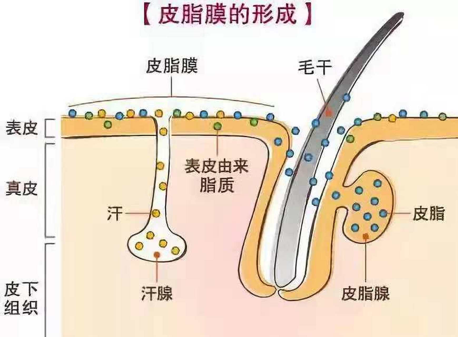 眼睑皮肤的皮脂腺,汗腺数量天然"残疾",比其它位置皮脂腺数量少得多