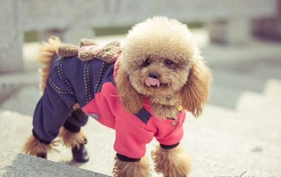 養小型犬我們選擇什麼好呢,哪些狗狗好養呢