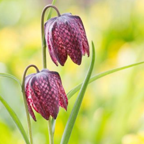 平贝母的种植技巧是这样的,来学习一下吧