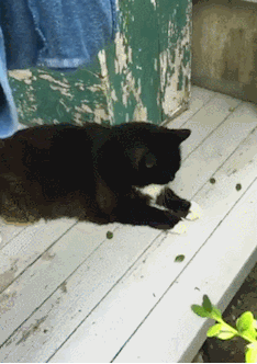 搞笑gif图:姑娘你穿的衣服可真好看,尤其是你玩手机的