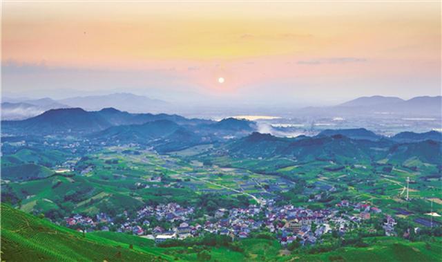 浙报整版|安吉溪龙乡 白茶小镇绿意浓