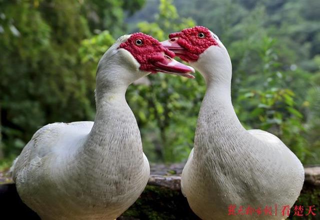 似鸭非鸭的阳新(屯鸟),舌尖上的一道美味
