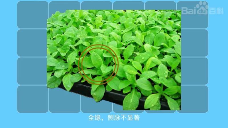 重瓣矮牵牛,生活,园艺,好看视频