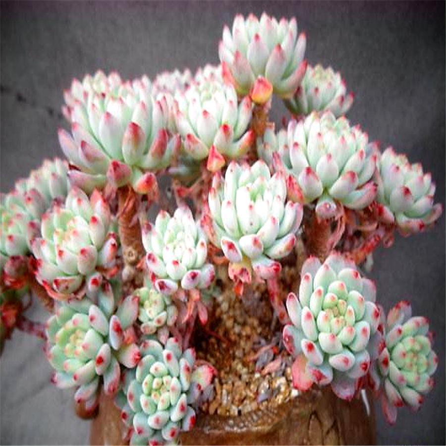 多肉中的"蓝精灵",夏天不休假,秋冬特别美,1年繁殖几十盆